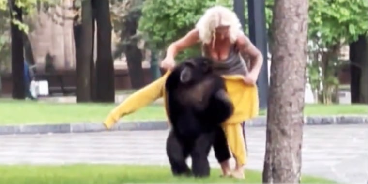 Zookeeper Victoria Kozyreva helps Chichi put on a rain jacket before wheeling her back to the zoo. 