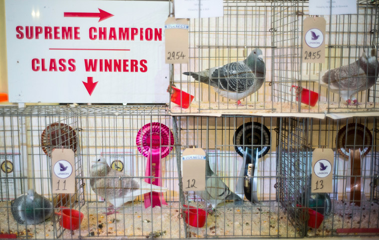 The British Homing Pigeon World Show