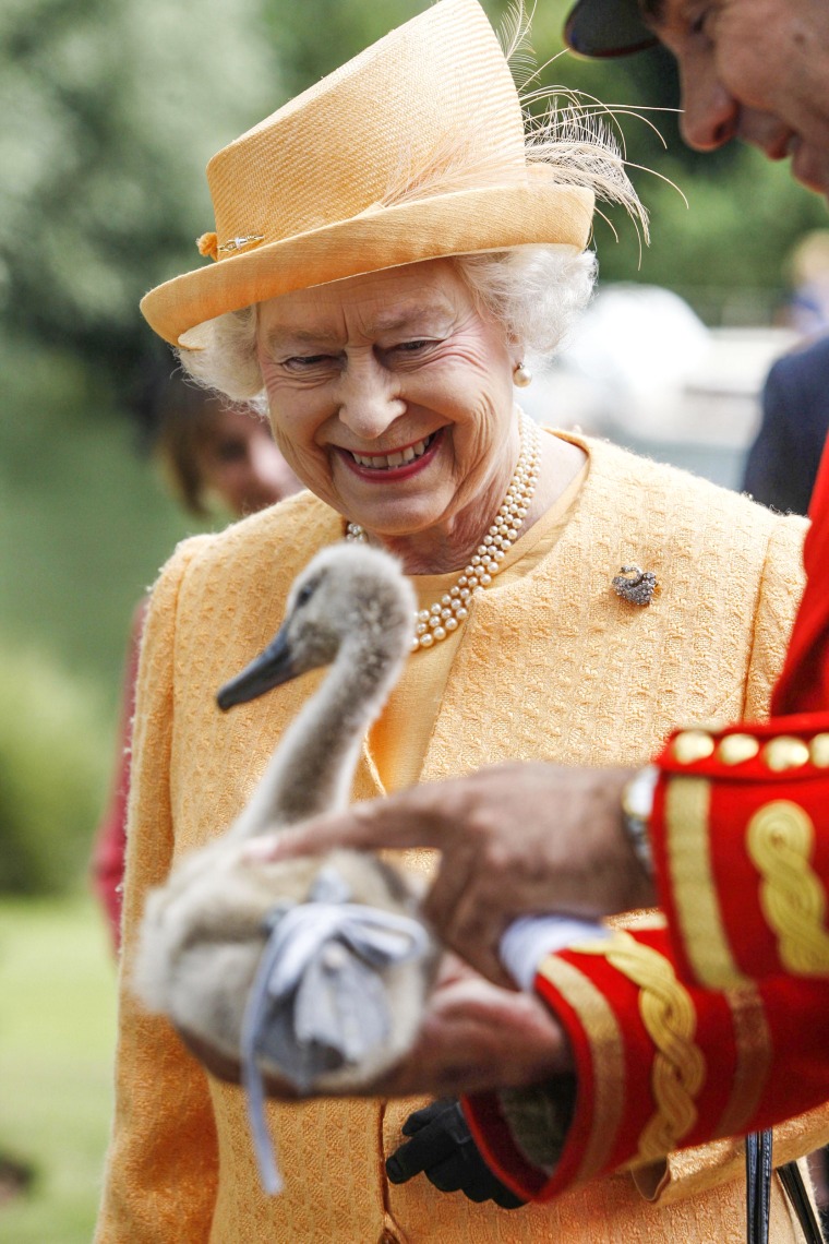 Queen assiste à la montée annuelle des cygnes