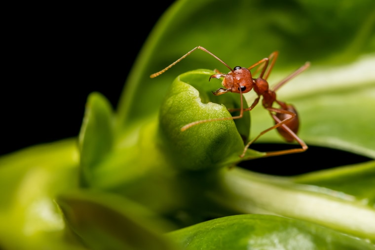 Red ant on green leaf
