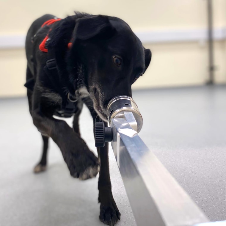 The dogs, including Minnie, were presented with samples from 36 people who gave sweat and breath samples before and after doing a fast-paced arithmetic task.