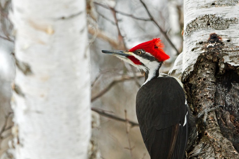 A pileated woodpecker.