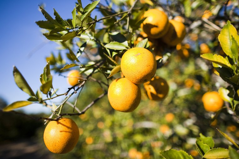 Florida Citrus Crops Endangered By U.S. Cold Snap