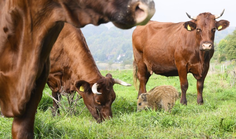 "Frida" eats between it's adoptive herd of cows in Holzminden, Germany on Sept. 29, 2022.