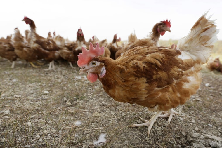 Varias gallinas caminan en un terreno cercado en una granja orgánica cerca de Waukon, Iowa, el 21 de octubre de 2015.