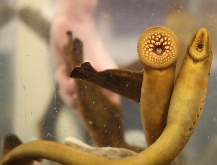 A behind the scenes look at the Royal Ontario Museums Invertebrate Zoology Lab with the bloodthirsty creatures of the original exhibition Bloodsuckers: Legends to Leeches that opens on November 16.