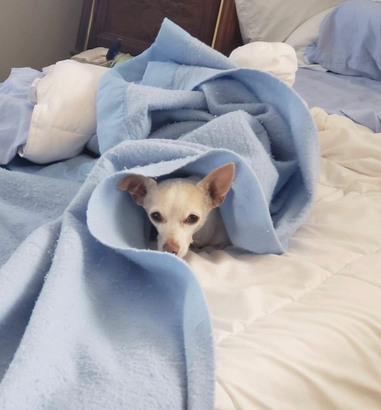 Gucci loves making blanket nests at home with Johanna Carrington.