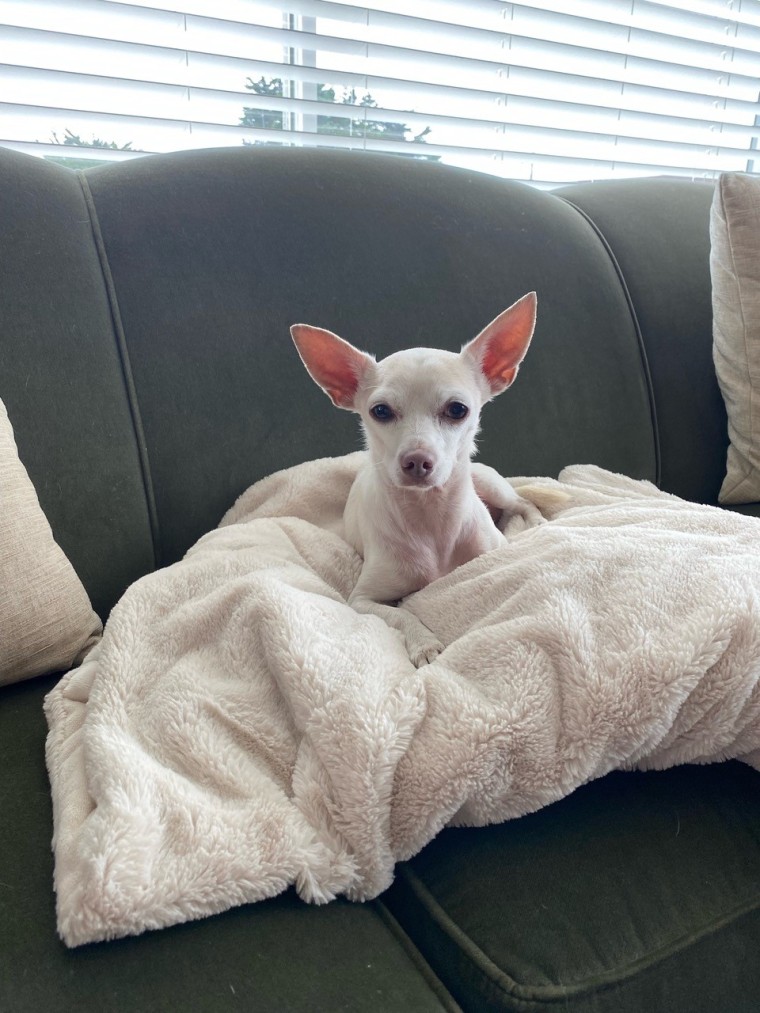 Gucci, 11, enjoys the good life in his new home in Moss Beach, California.