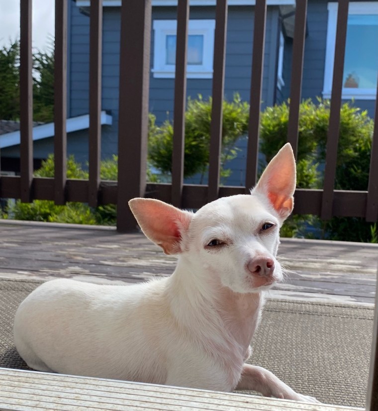 Gucci is a soulful senior Chihuahua mix rescued from a hoarding situation.