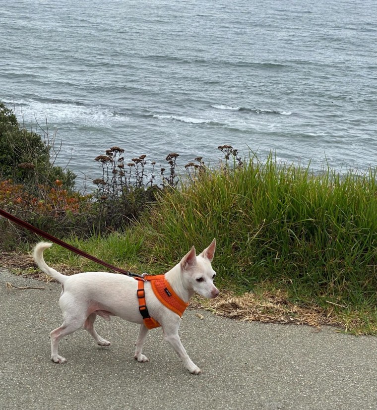 Senior dogs like Gucci are generally calmer than puppies, but still enjoy physical activities like daily walks.