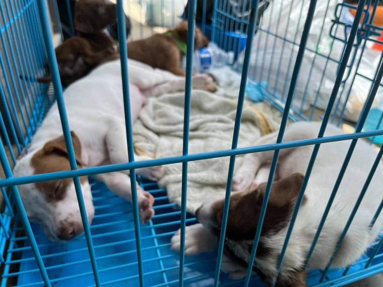 Four sleeping 5-week old puppies, rescued from the street after Hurricane Fiona hit Puerto Rico.