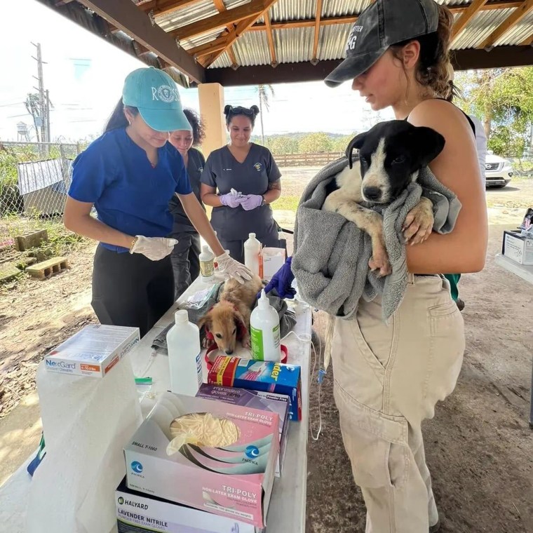 A group of volunteer veterinarians and students tend to the animals.