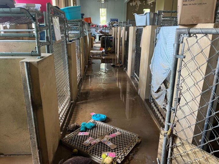 The first floor of the sanctuary where many of the dogs are usually housed, days after the hurricane completely flooded it.
