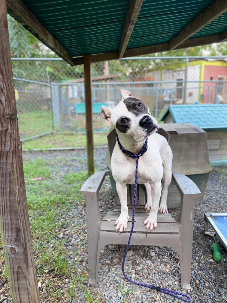 Sansón, a pit bull-mastiff mix at at an animal sanctuary in Puerto Rico, is scared of thunder and not good with other animals. He couldn't be moved to the second floor of the shelter to escape the hurricane's floodwaters.