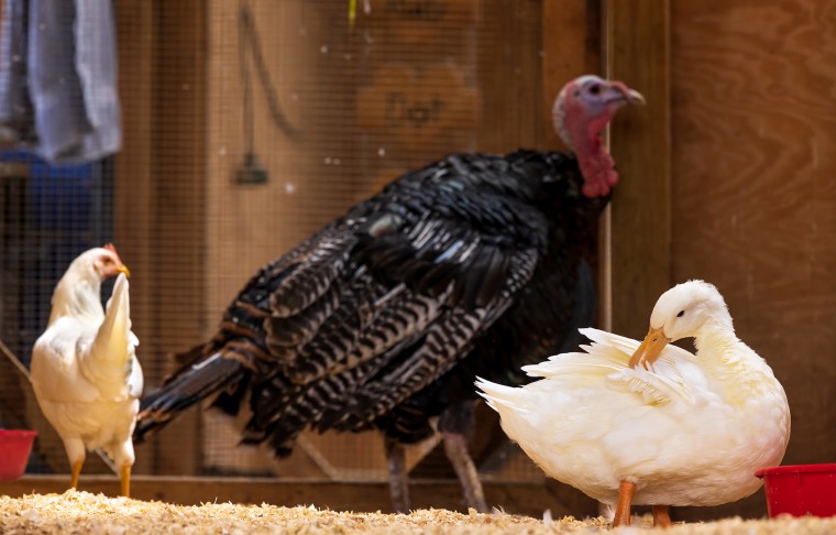Luvin Arms Animal Sanctuary has saved more than 800 animals, including Walter the turkey, Kenai the chicken and Koda the duck.