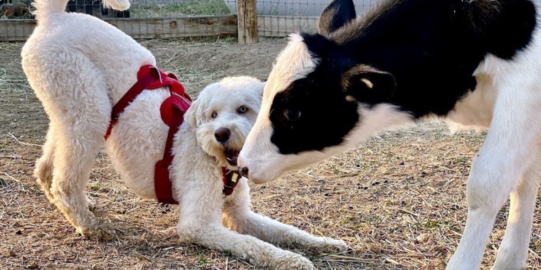 Rescue dog Buddha clowns around with his cow pal, Marley.