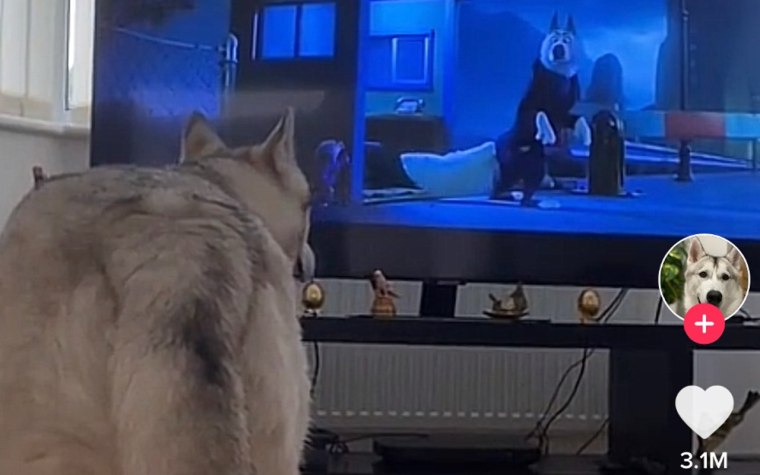 Zeus the Husky watches "Zootopia" as he howls along with the on-screen wolves.