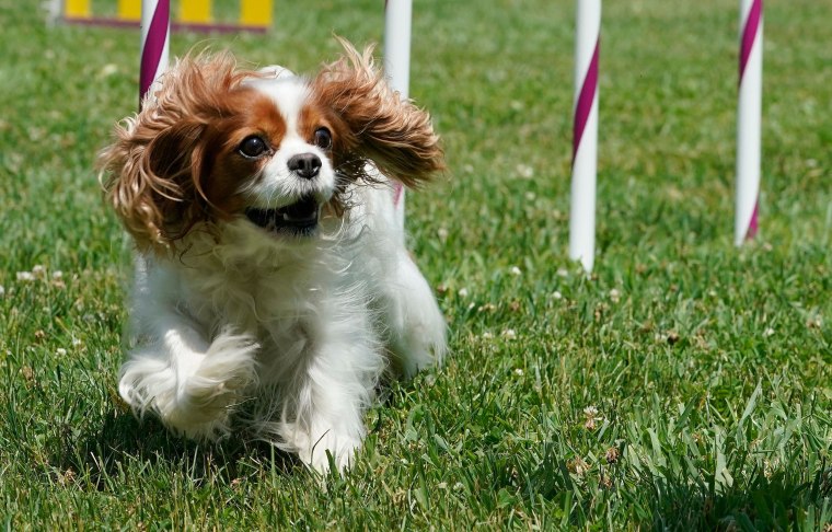 A Cavalier King Charles Spaniel during the 145th annual Westminster Kennel Club Dog Show Press Preview June 8, 2021 at the Lyndhurst Estate in Tarrytown, New York.
