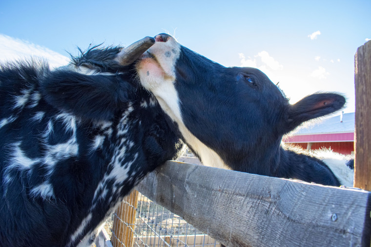 Samantha and Lucky embrace over the fence that briefly separated them. “Samantha wasn’t hungry. She wasn’t scared for her life. She’s being treated kindly, so she had the ability and the luxury to fall in love,” Shartrina White told TODAY. 