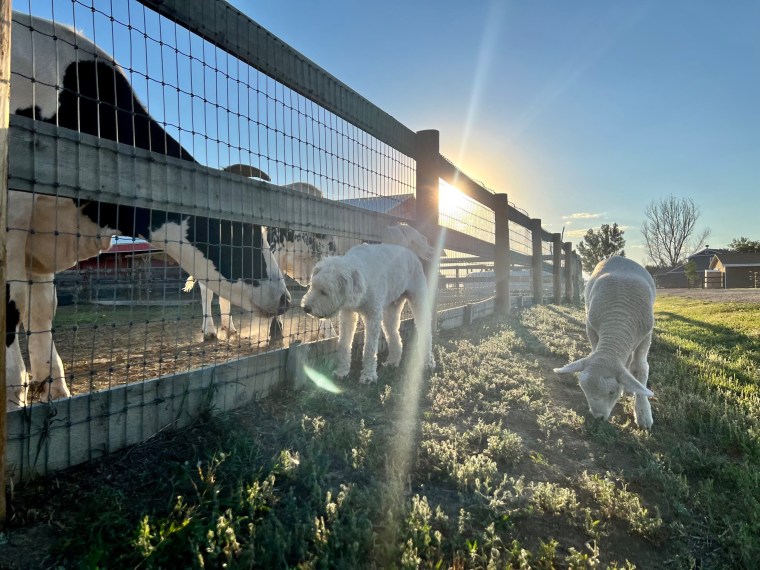 Marley now weighs over 1,200 pounds but still loves seeing her pal, Buddha, when he makes the rounds with his lamb friend, Cheerio. 