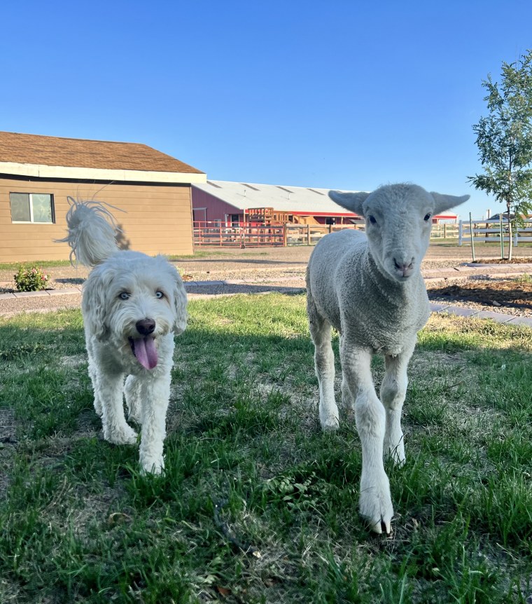 Buddha, a rescue dog, befriends baby animals like Cheerio when they come to Luvin Arms Animal Sanctuary in Erie, Colorado. 