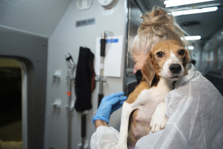 A member of the Humane Society of the United States carries a beagle into the organization's care and rehabilitation center.