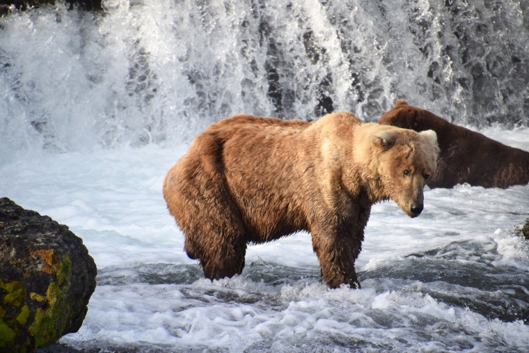 Otis the bear in his skinny phase.