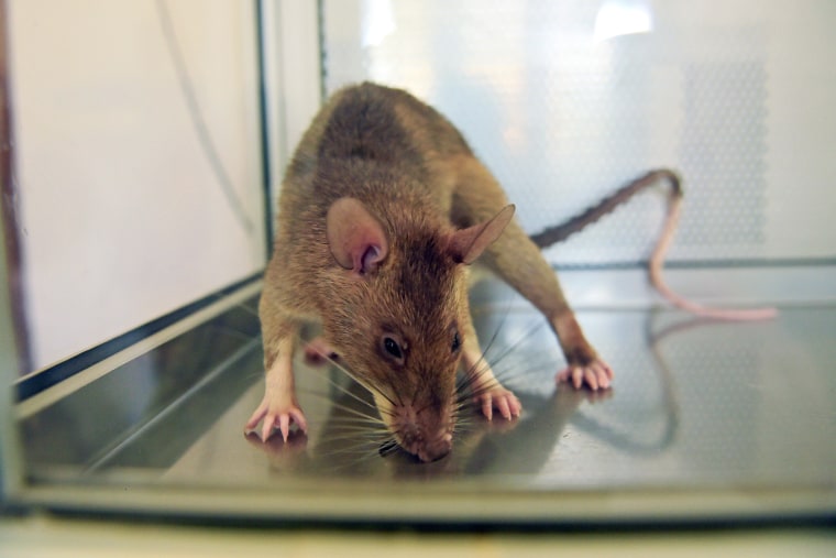APOPO trains rats to detect both tuberculosis and landmines at its facility. Rats are given sputum samples, some of which contain tuberculosis traces and some which don't, the rats indicate that believe they have detected the disease by pausing for longer at a sample, the sample is then marked for further testing and confirmation. The rats are as effective as conventional lab screening of samples but can screen 100 samples in 20 minutes, a workload which would take a lab technician 4 days to complete.