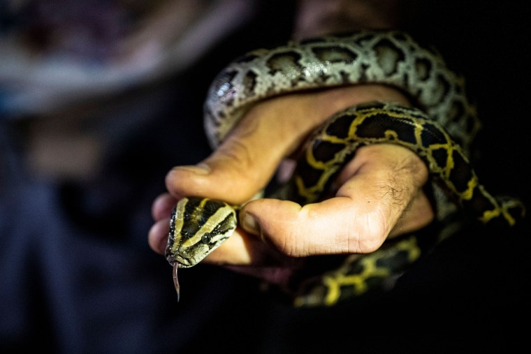 A professional python hunter catches a Burmese python in Everglades National Park, Fla., on Aug. 11, 2022.