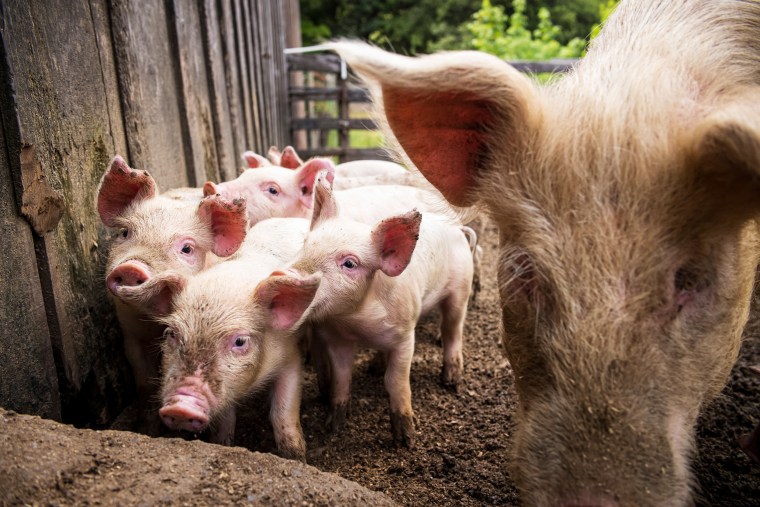 A pig and piglets in a pen at a ranch in Nicasio, Calif.