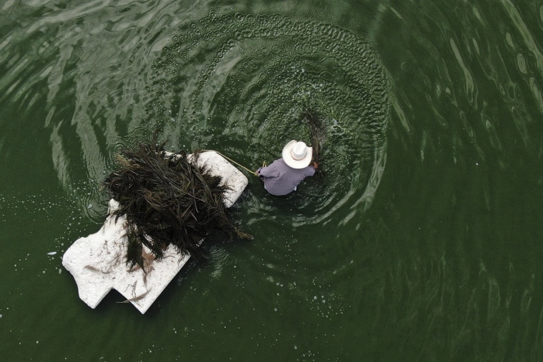 Juan Hernandez collects ahuautle, or the eggs of the Axayacatl, a type of water bug, on Lake Texcoco, near to Mexico City,
