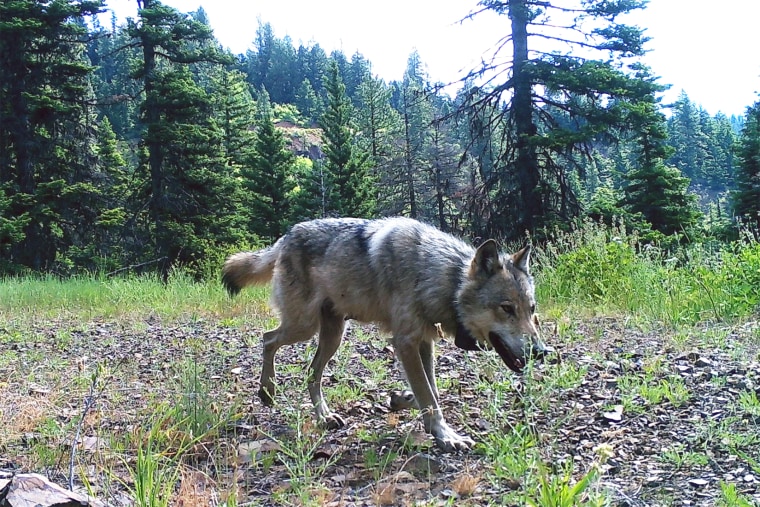 A Washington wolf.