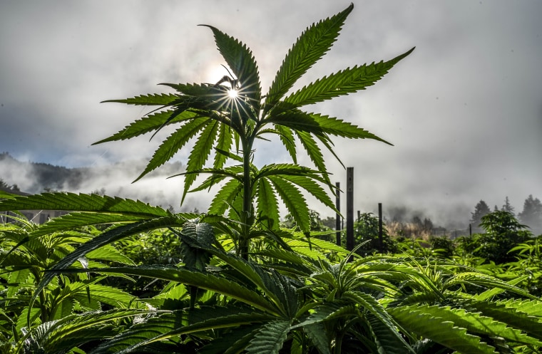 A cannabis farm in Petrolia, Calif., on Aug. 3, 2022.