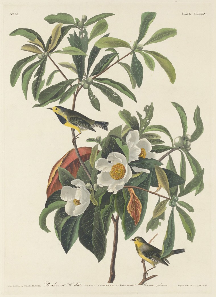 Bachmans Warbler