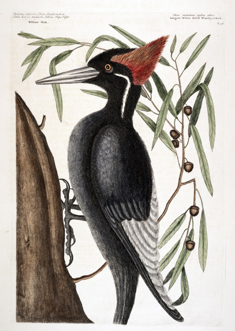 A hand colored etching of the ivory-billed Woodpecker.