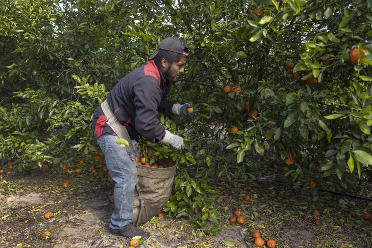 Julio Baltazar picks oranges from a tree  in Fort Meade