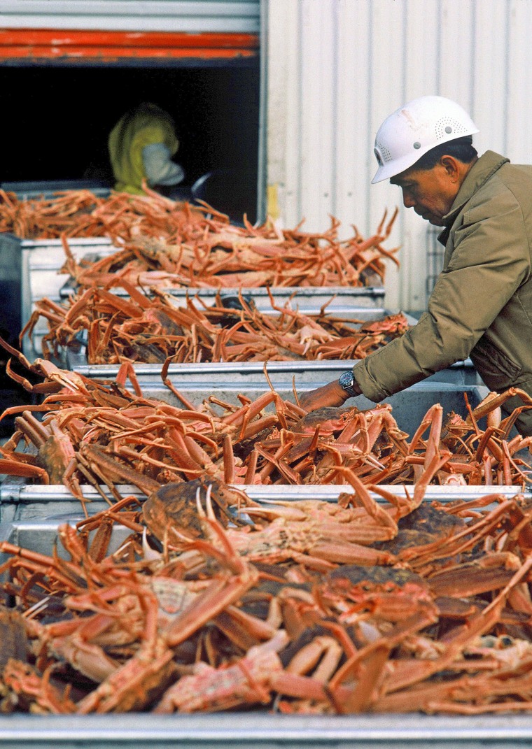 A man inspects snow crabs that are ready for processing at the fishery in Alaska