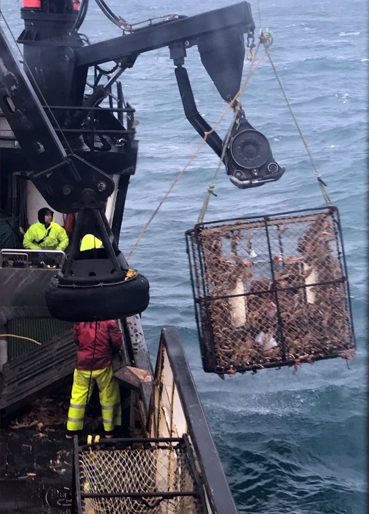 A crab pot is pulled up for sorting in the Bering Sea.