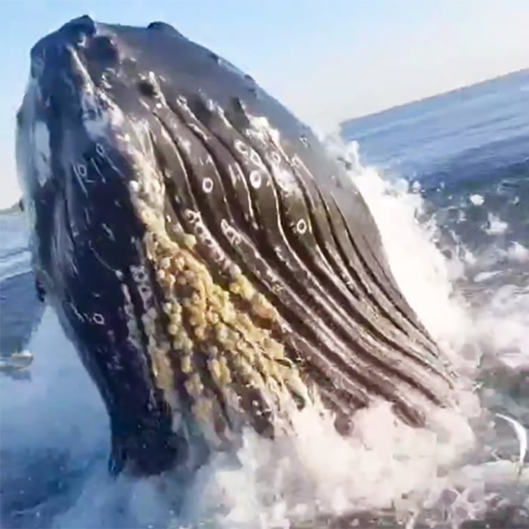 Humpback whale breaches the water near fishermen in NJ.