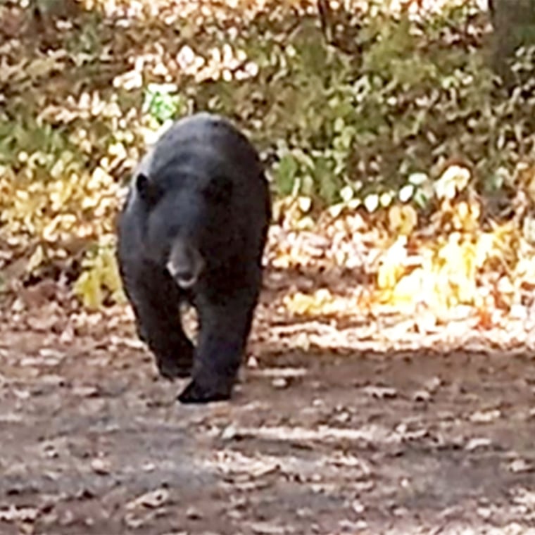A black bear walks along a neighbor's property moments before allegedly attacking a young boy in Connecticut over the weekend.