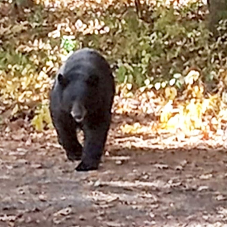 Black bear attacks on humans are rare but often begin as scuffles with  dogs, experts say - ABC News