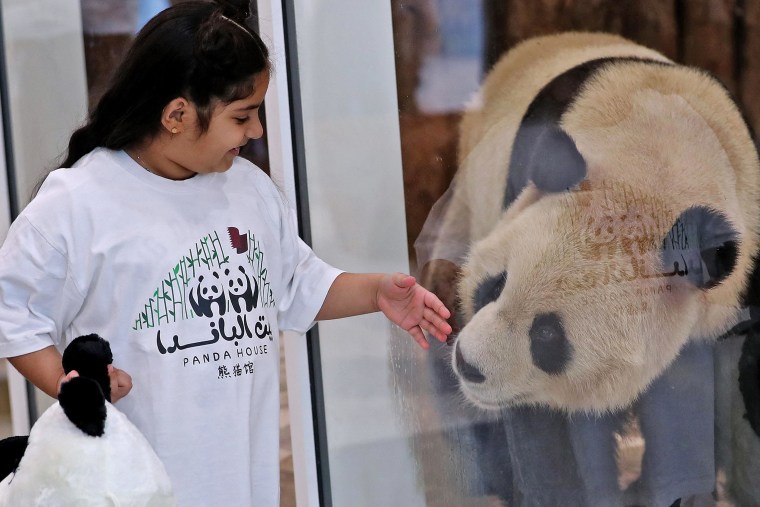 Image: QATAR-CHINA-ANIMAL-DIPLOMACY-WC-2022