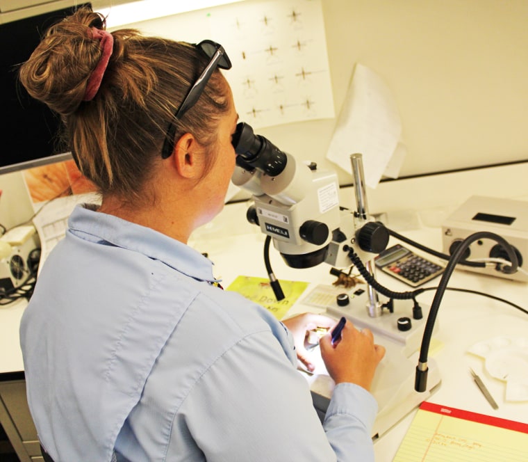 A researcher examines mosquitos under a microscope in a lab.