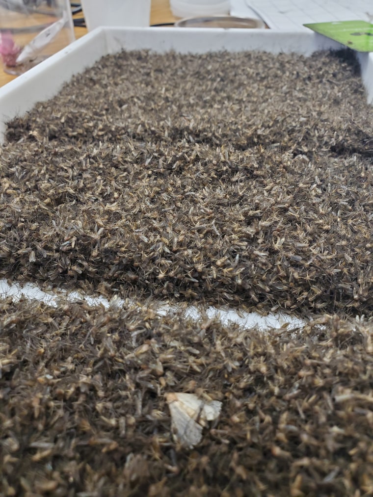 More than 30,000 mosquitoes lay in a trap