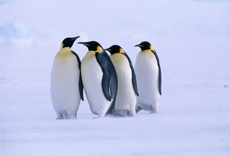 Emperor Penguins, Aptenodytes forsteri, Dawson Lambton Glacier, Weddell Sea, Antarctica