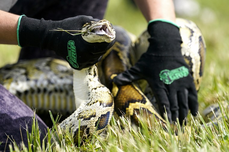 A Burmese python is held during a safe capture demonstration on June 16, 2022, in Miami.