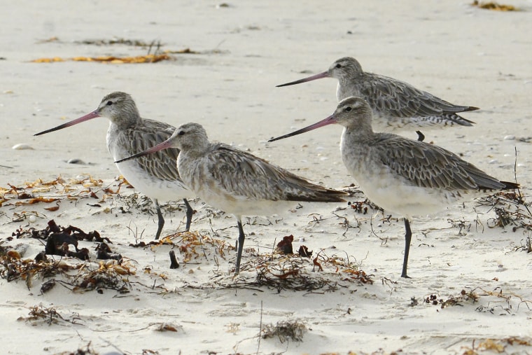 Bar-tailed godwits on the beach at Marion Bay in Australia's Tasmania state.