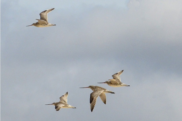 Bar-tailed godwits fly over Marion Bay in Tasmania.