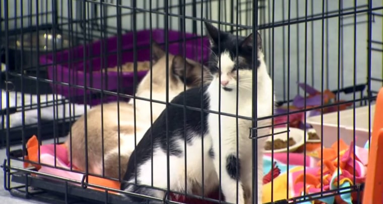 Three people were charged with multiple counts of animal cruelty for hoarding more than 200 cats in Winsted, Conn.