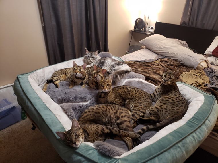 Powers strongly believes his cats get along so well because he raised them to have positive associations with one another. In cold Michigan winters, he provides a large, heated cat bed that they can share together.